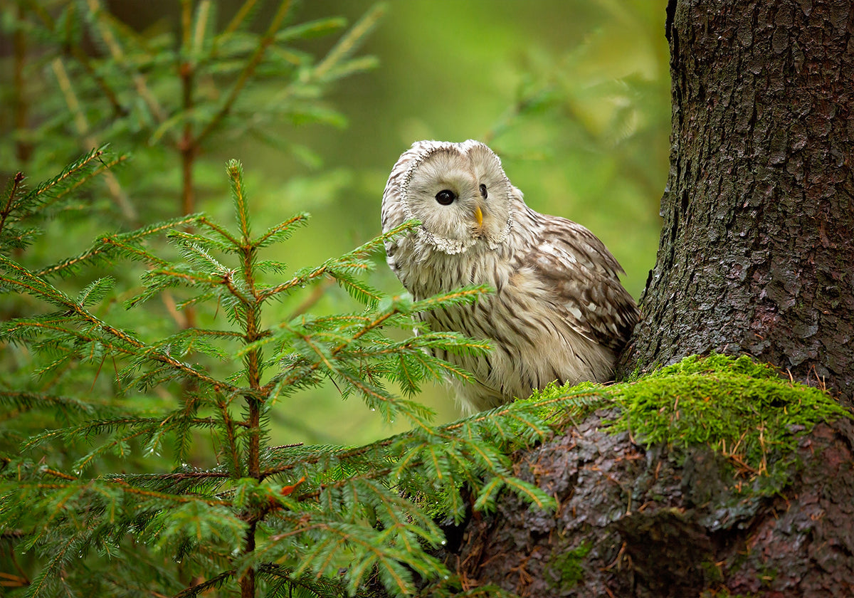 Ural Owl Plakat