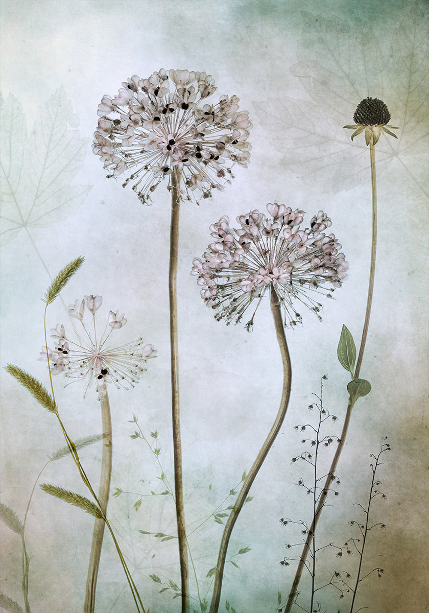 Allium Plakat