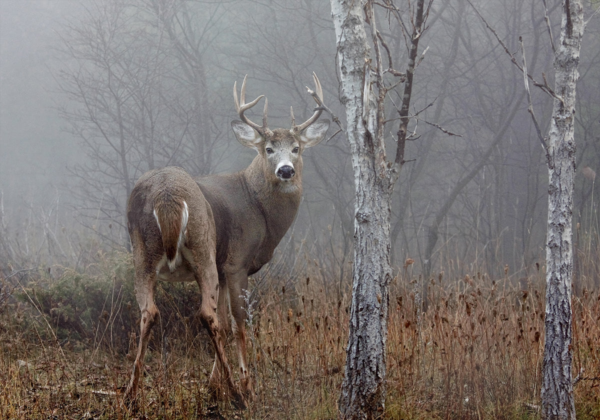 White-tailed buck - In the autumn fog Plakat