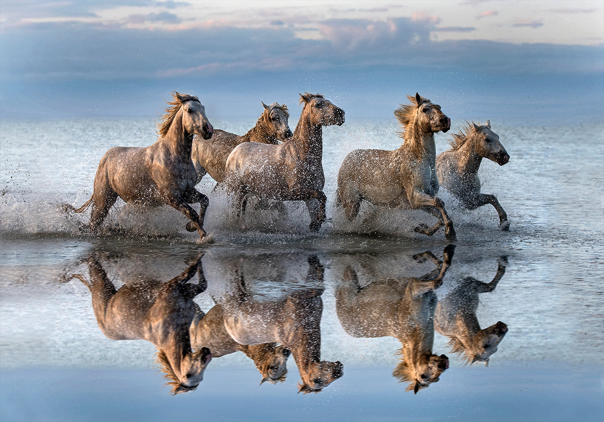 Horses and reflection