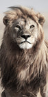 Majestic Lion Plakat - Posterbox.no