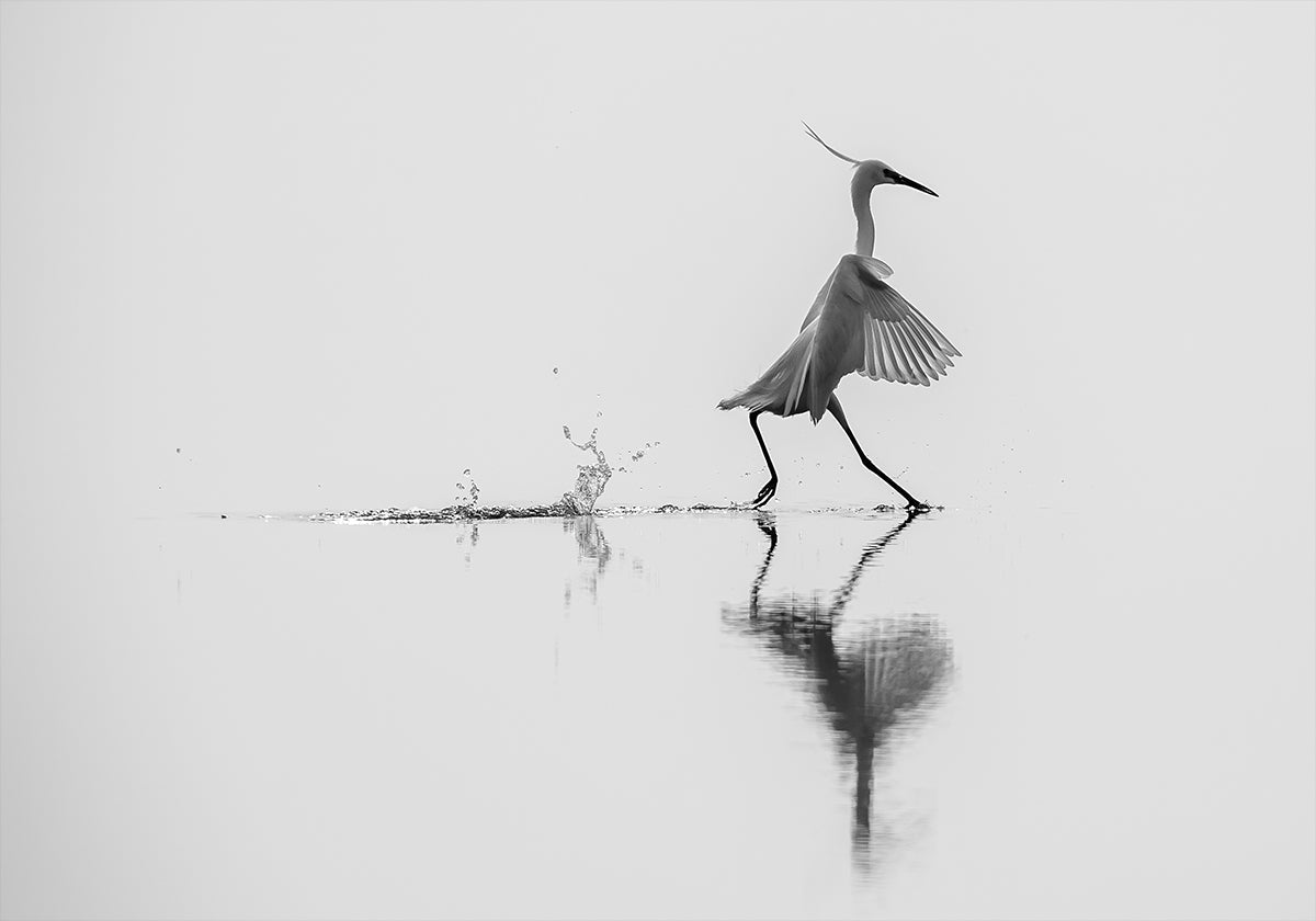 &quot;Dancing on the water&quot; Plakat