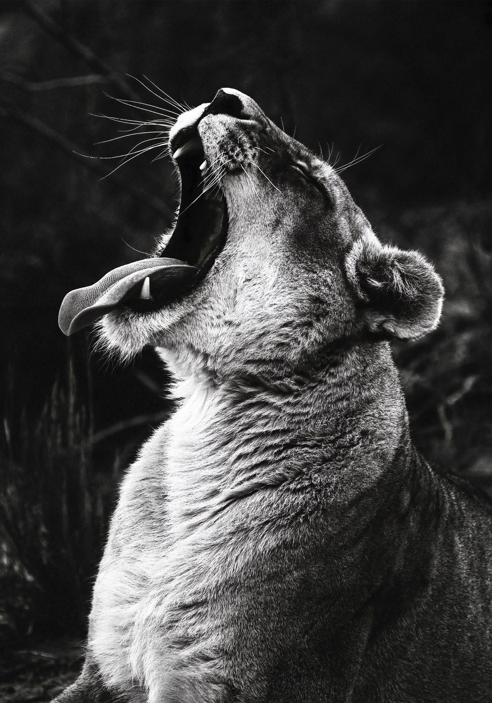 Yawning Lion Plakat - Posterbox.no