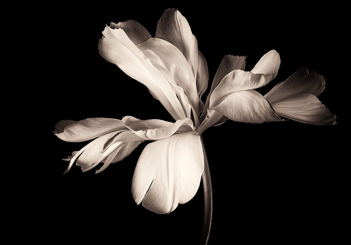 Tulip Exotic Emperor Plakat