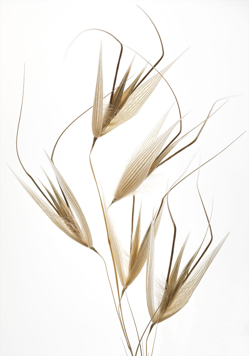 Delicacy of nature - Posterbox