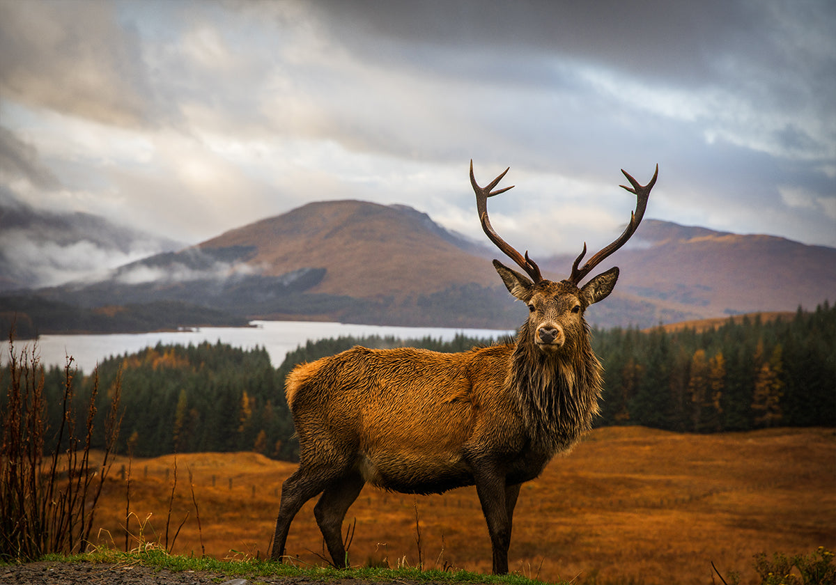 Scottish Stag Plakat