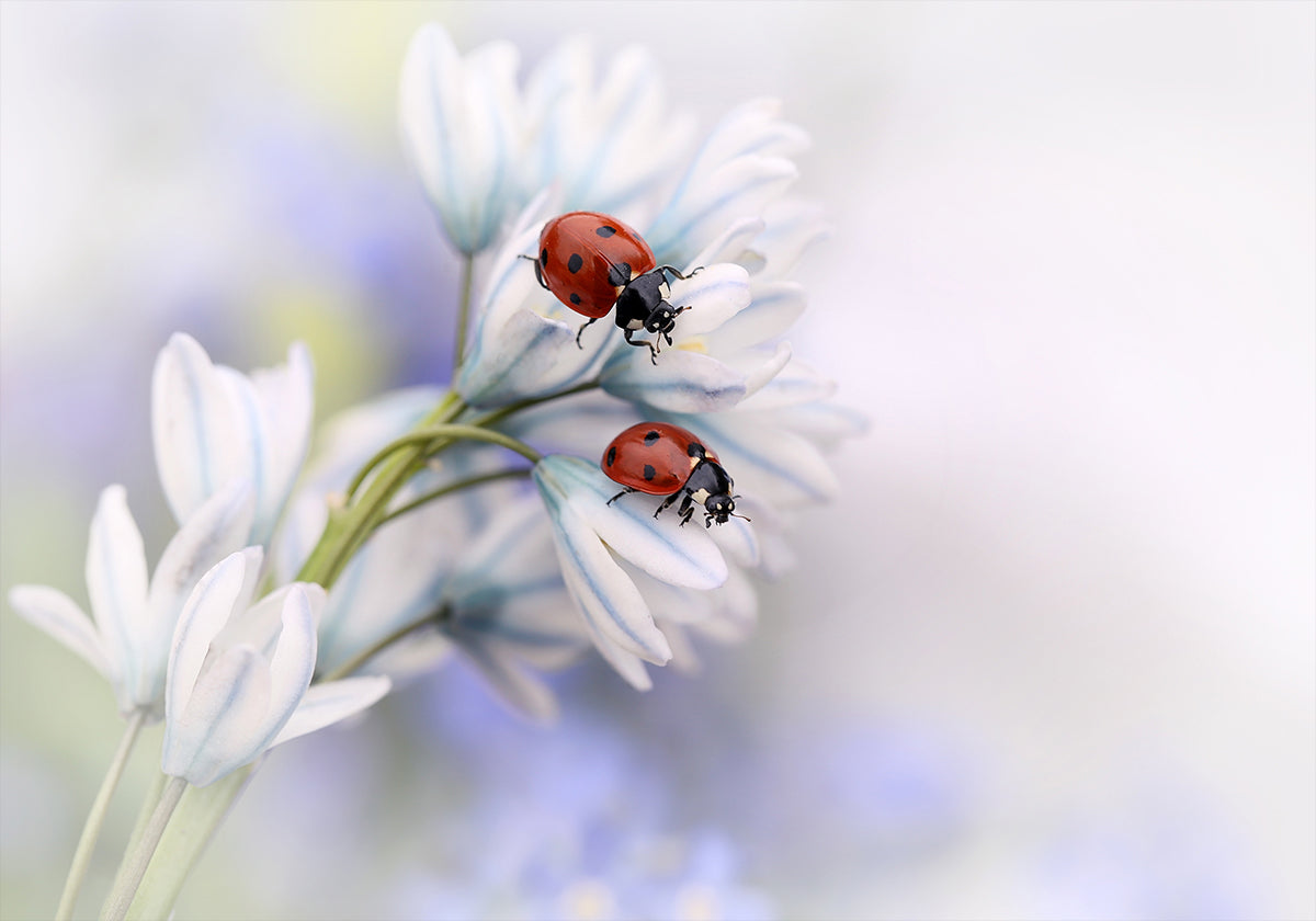 Ladybirds