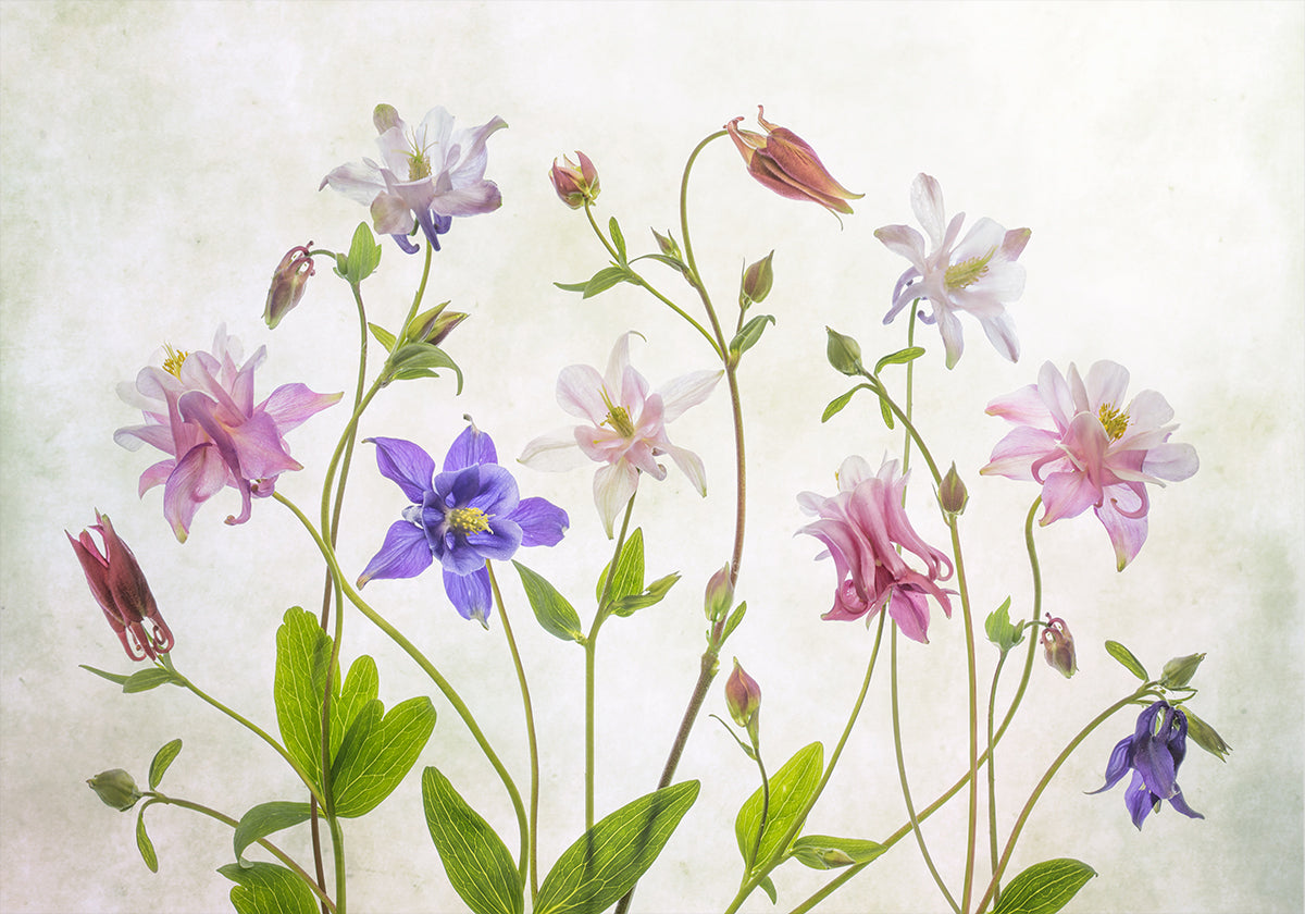Columbine Plakat