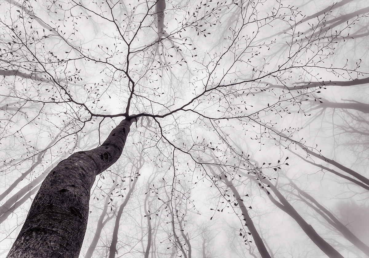 A view of the tree crown Plakat