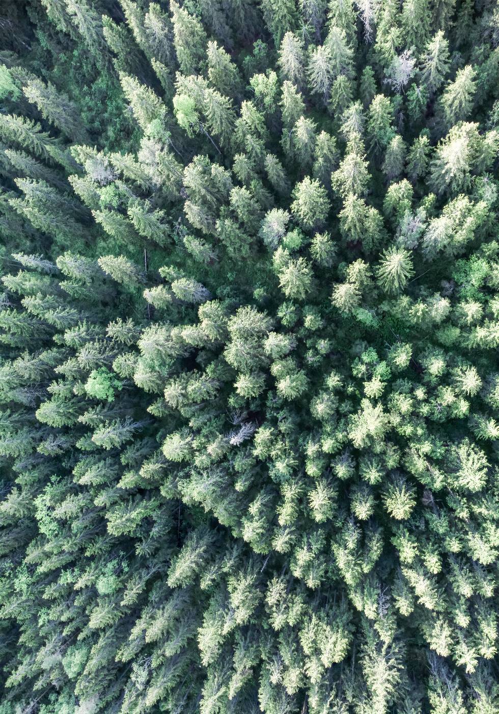 Forest From Above Plakat - Posterbox.no