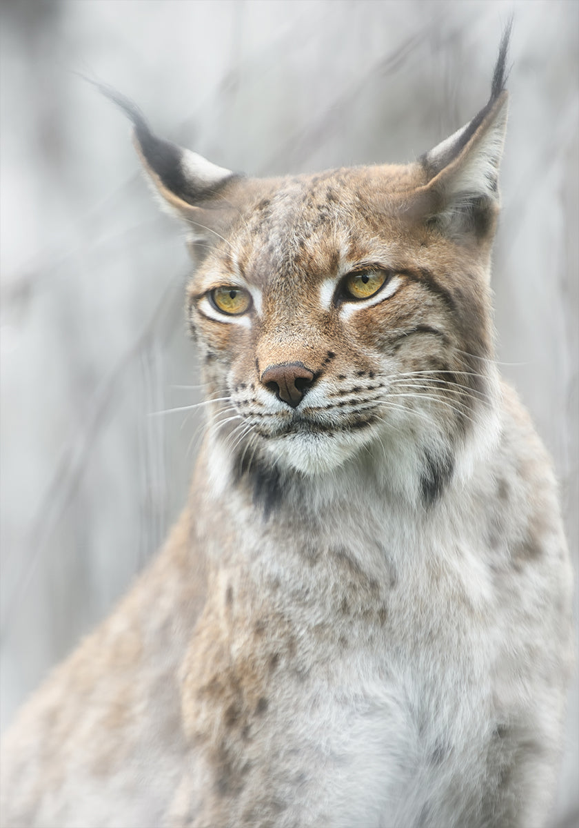 Lynx portrait in the fog Plakat