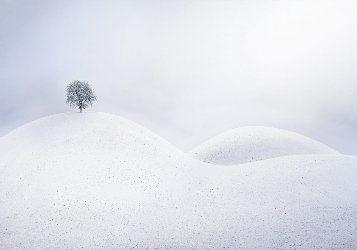 Lone Tree on Winter Dunes Plakat