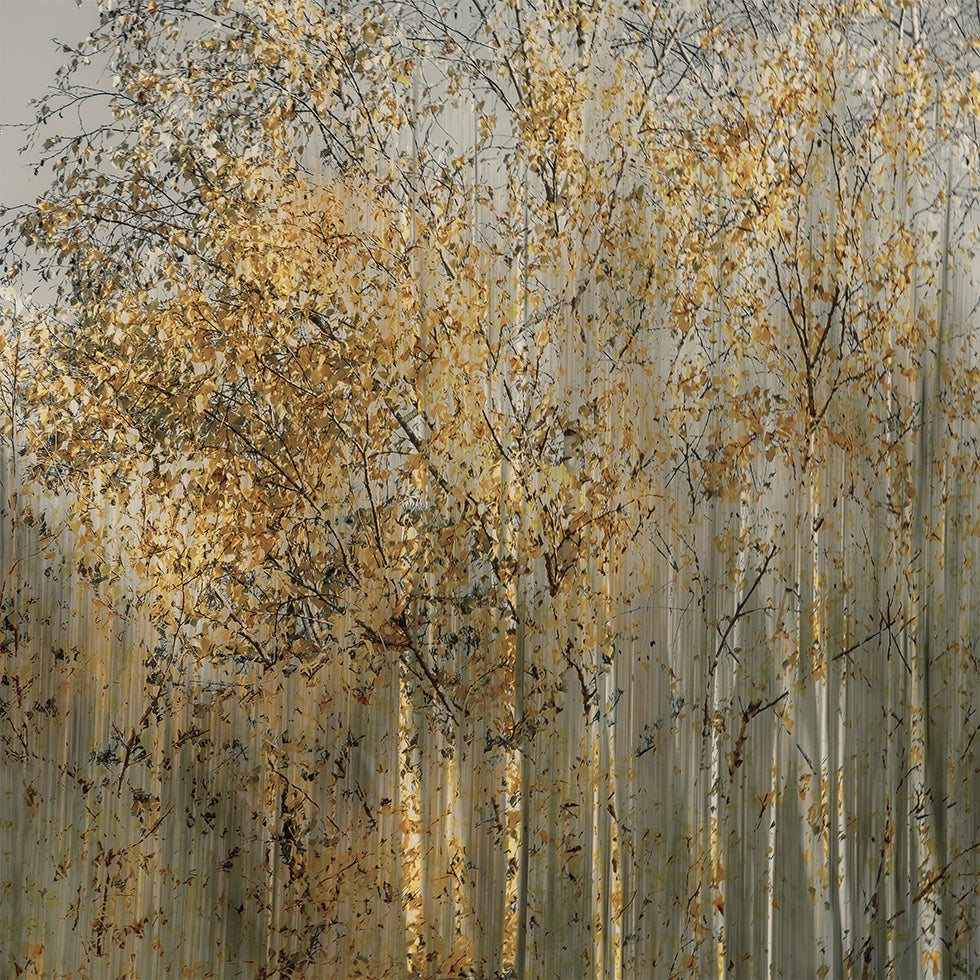 Birch impression Plakat