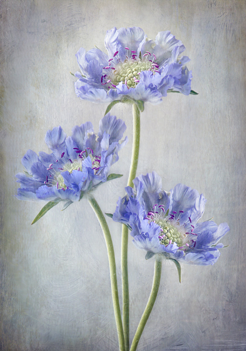 Scabiosa Plakat