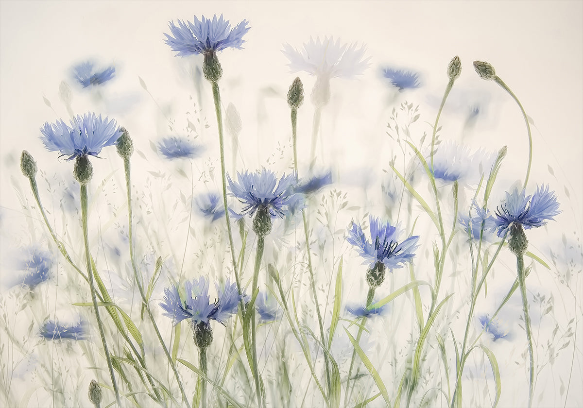 Cornflowers Plakat