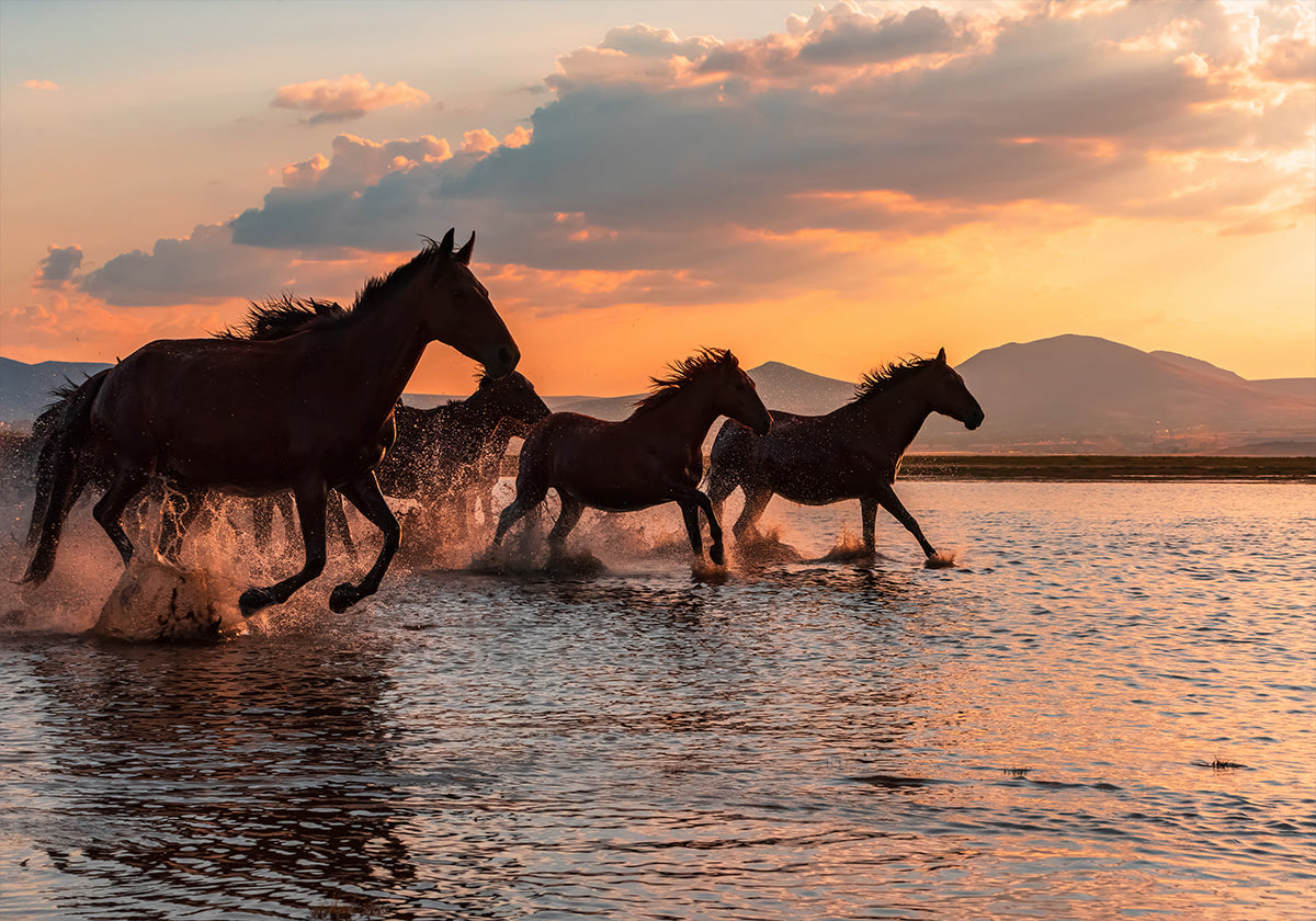 WATER HORSES
