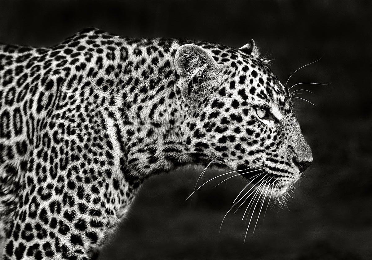 Leopard Close Up Plakat