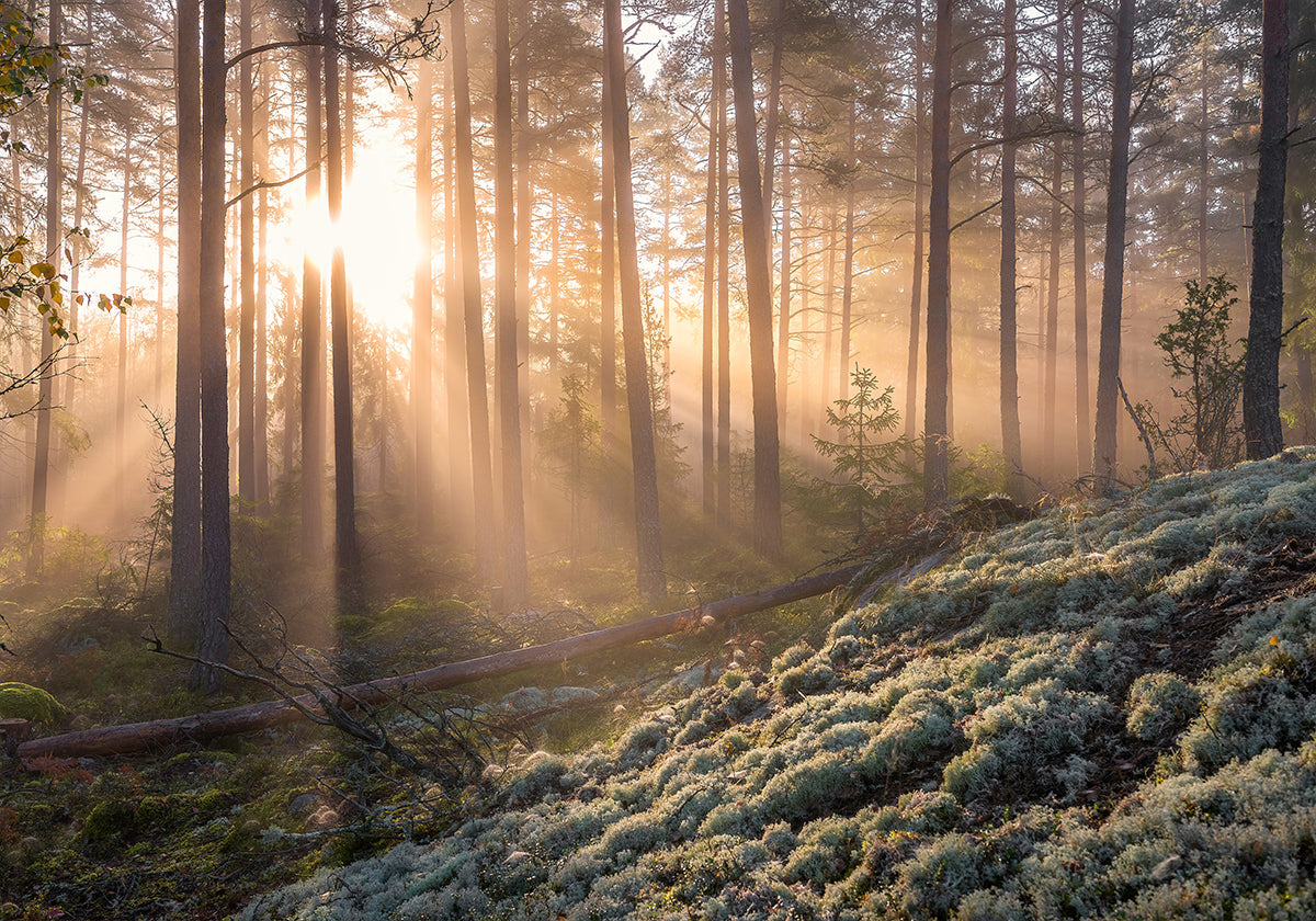 Fog in the forest with white moss in the forground Plakat