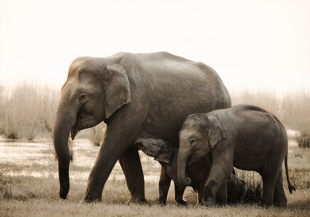family portrait Plakat