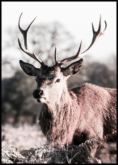 Deer Close Up Plakat - Posterbox.no