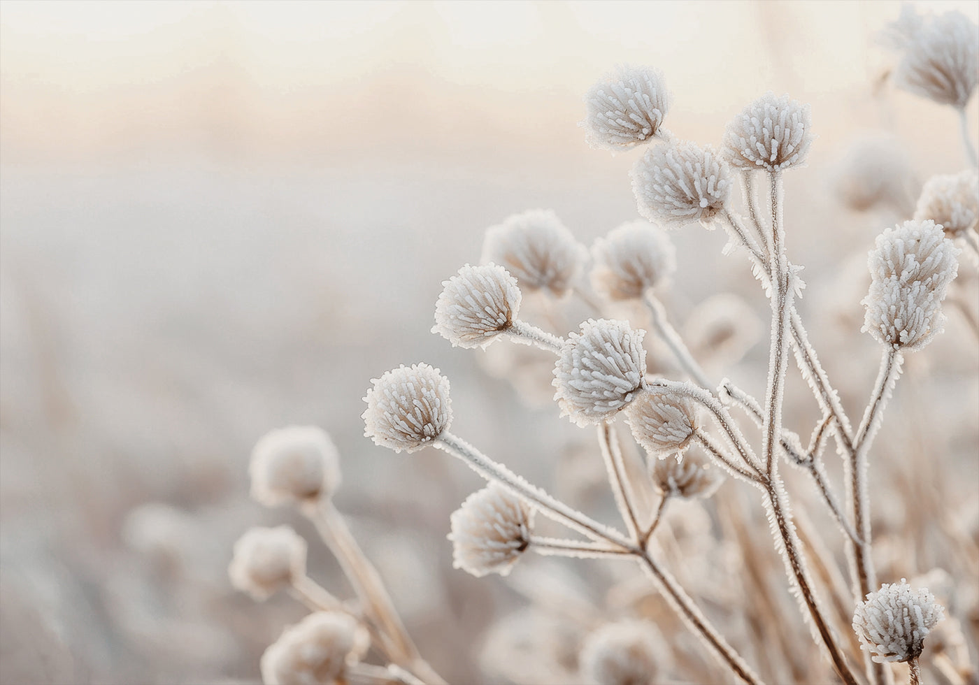 a close up of a plant with frost on it