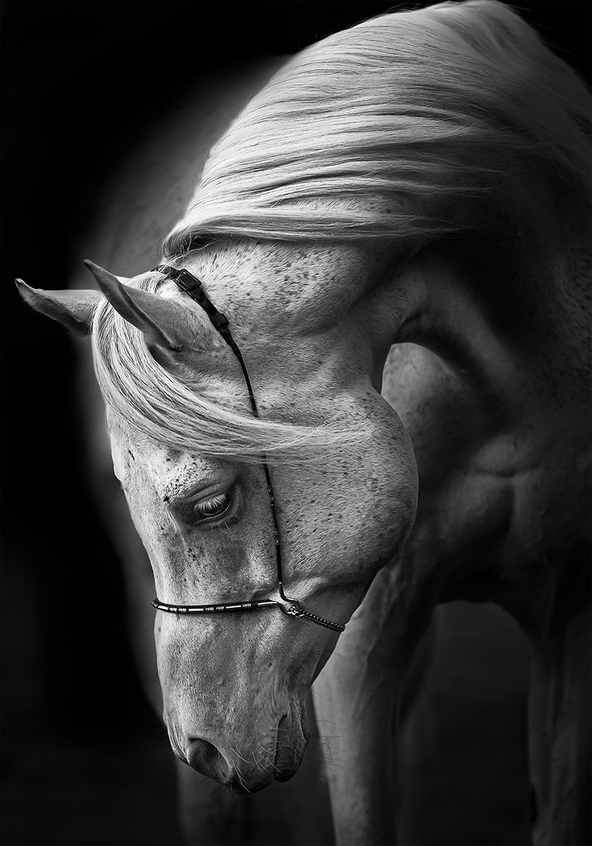 white stallion Plakat