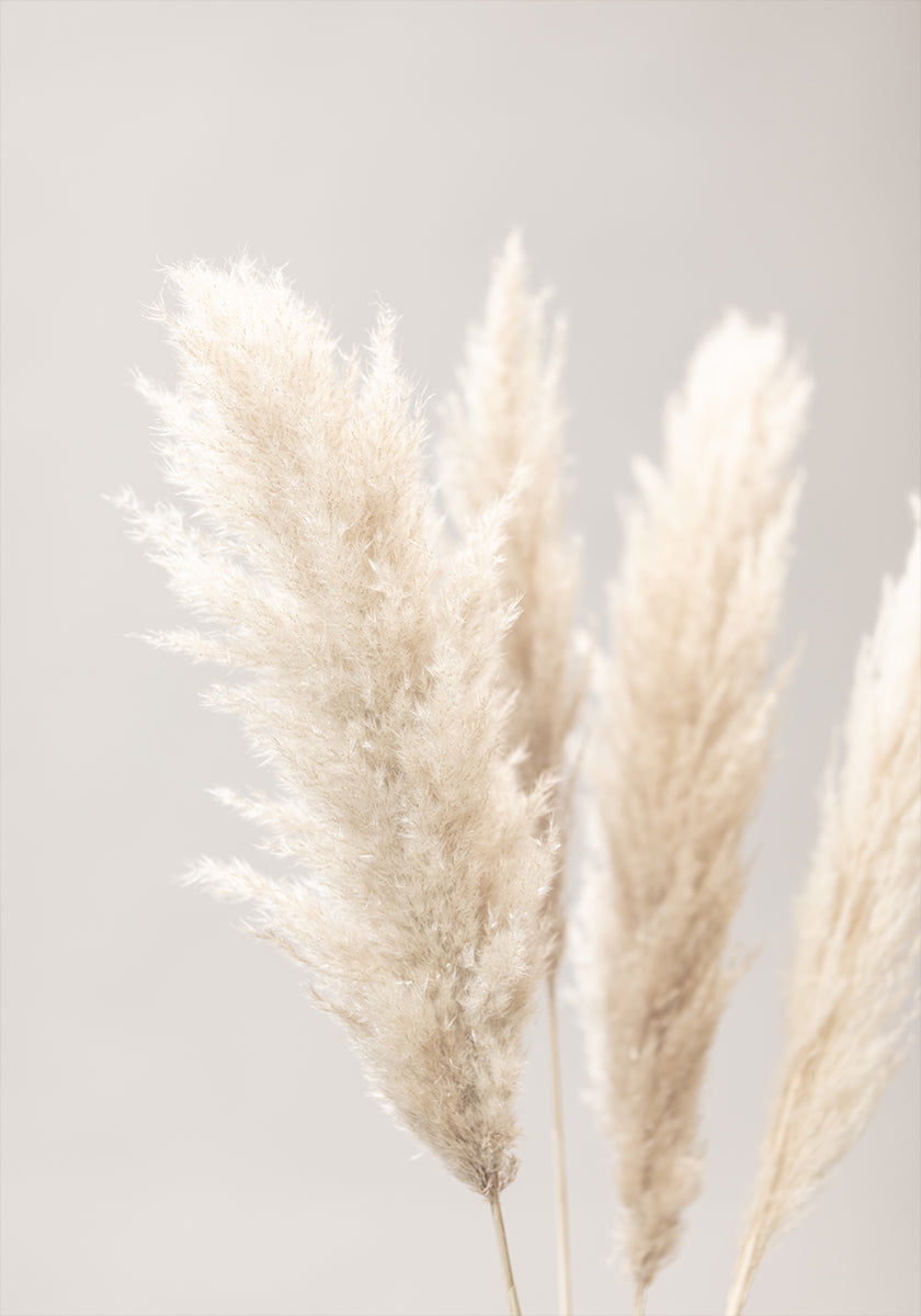 Pampas Grass Grey 02 Plakat