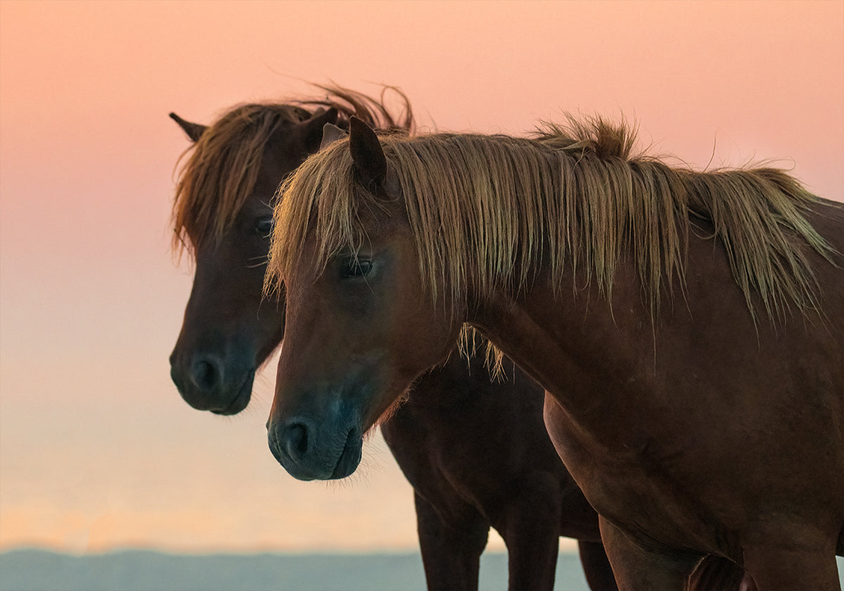 Looking forward Plakat