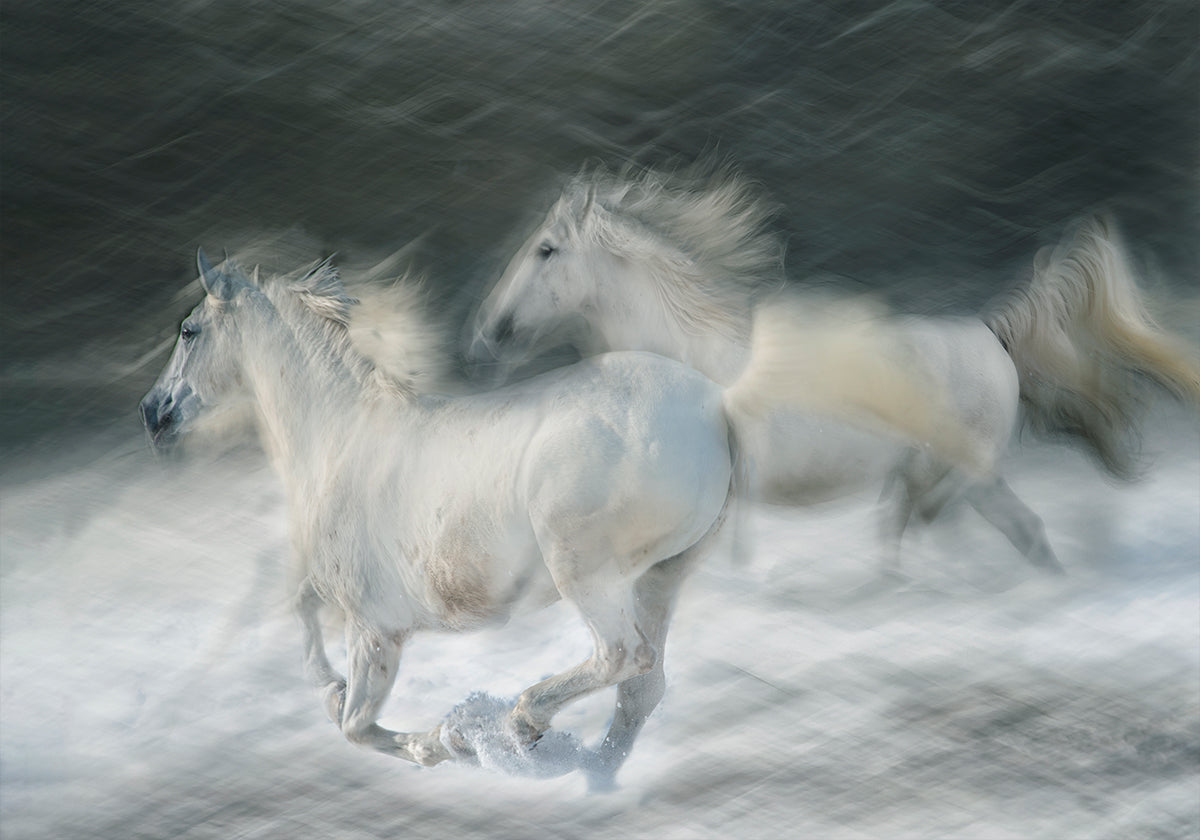 gallop in a duel Plakat