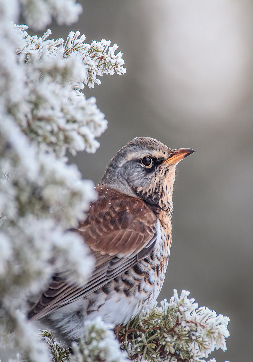 Fieldfare in a winter setting Plakat