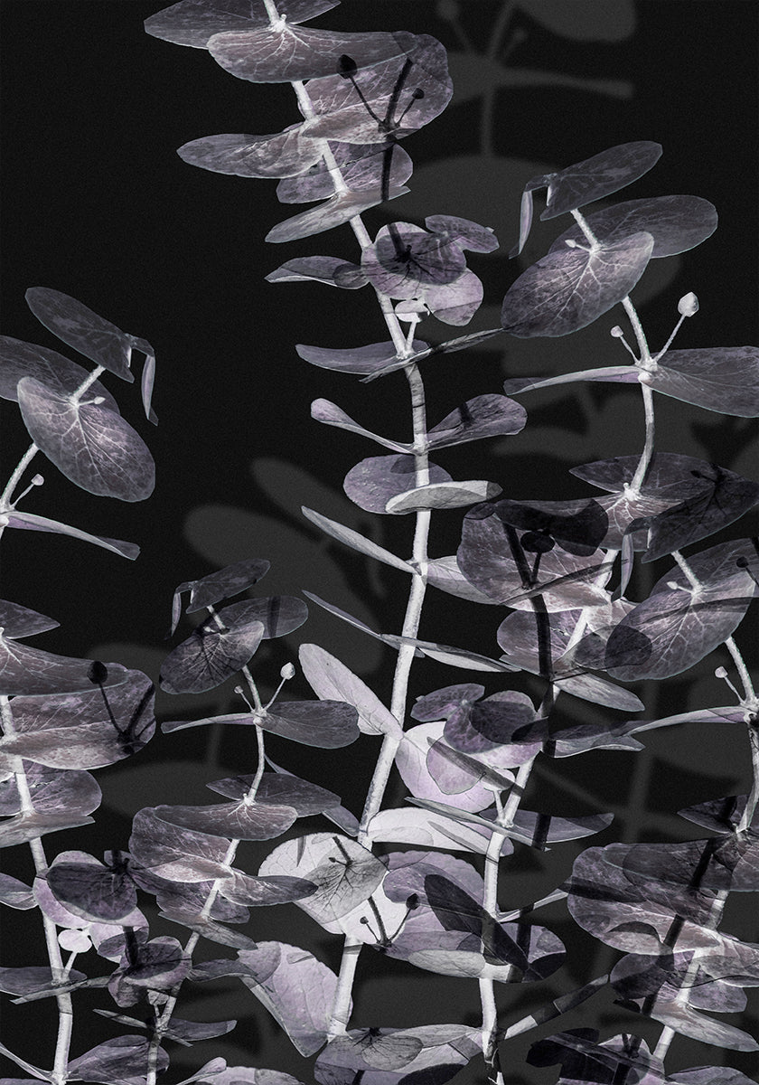 Eucalyptus Negative No.2 Plakat