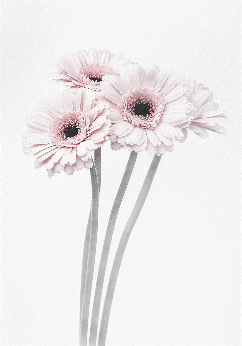 Pink Flowers  Plakat