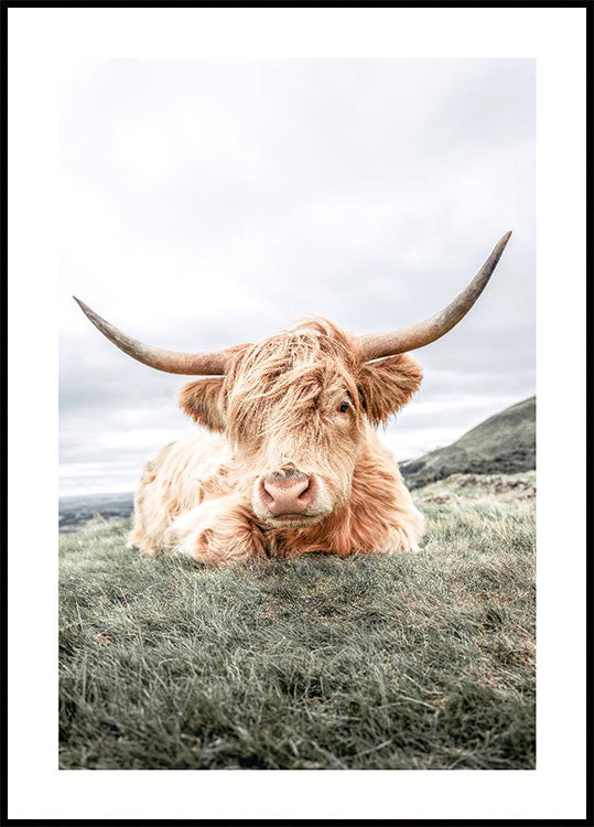 Highland Cow Chilling Plakat - Posterbox.dk