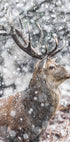 Red Stag During Snowfall Plakat - Posterbox.dk