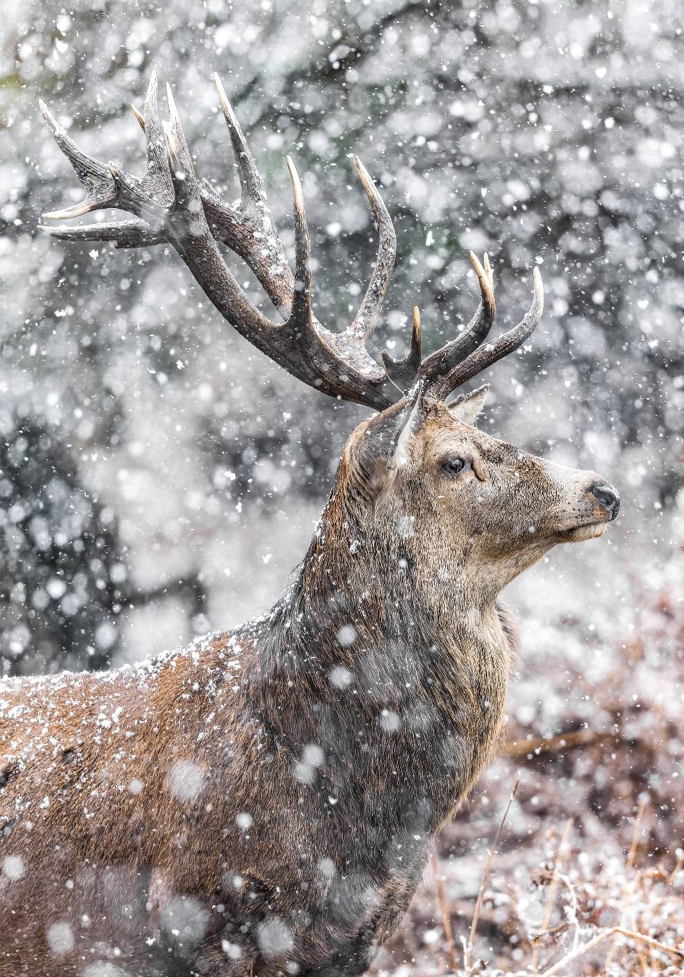 Red Stag During Snowfall Plakat - Posterbox.dk