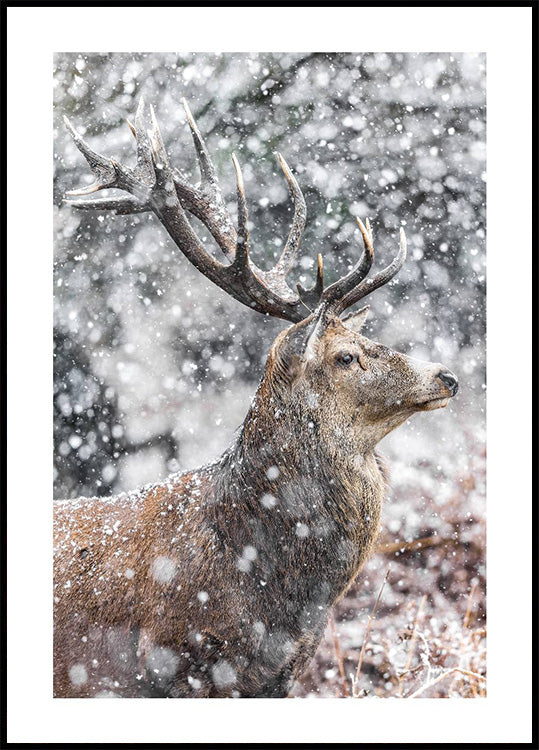 Red Stag During Snowfall Plakat - Posterbox.dk