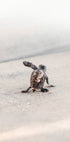 Newborn Sea Turtle Leaving The Nest Plakat - Posterbox.dk
