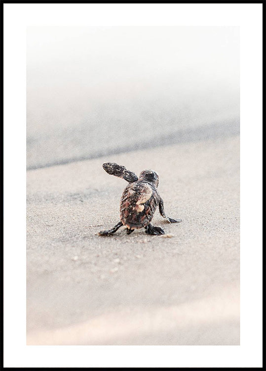 Newborn Sea Turtle Leaving The Nest Plakat - Posterbox.dk