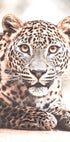 Wild Leopard Plakat - Posterbox.dk