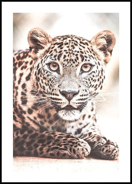 Wild Leopard Plakat - Posterbox.dk