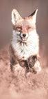 Smiling Fox Plakat - Posterbox.dk
