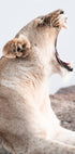 Lioness Roar Plakat - Posterbox.dk