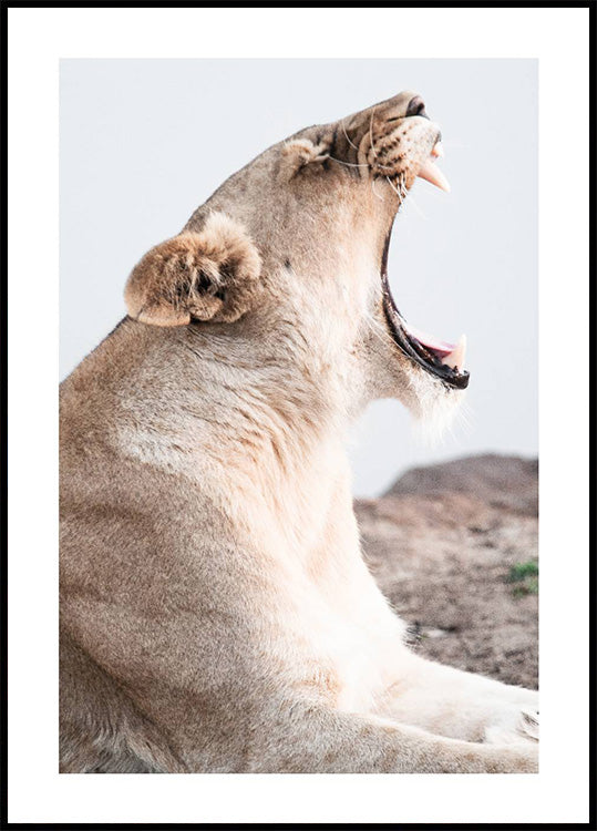 Lioness Roar Plakat - Posterbox.dk