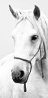White Stallion Horse Plakat - Posterbox.dk
