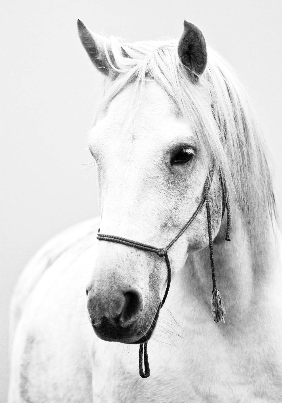 White Stallion Horse Plakat - Posterbox.dk