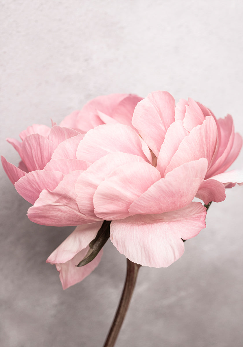 Peony