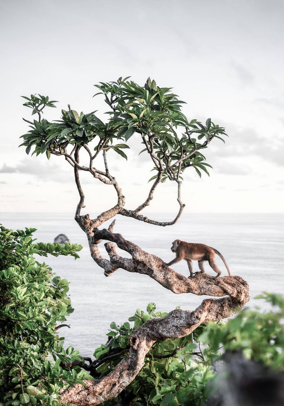 Monkey in Tree Plakat - Posterbox.dk