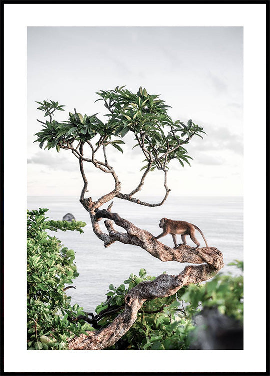Monkey in Tree Plakat - Posterbox.dk