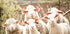 Flock of Sheep Plakat - Posterbox.dk