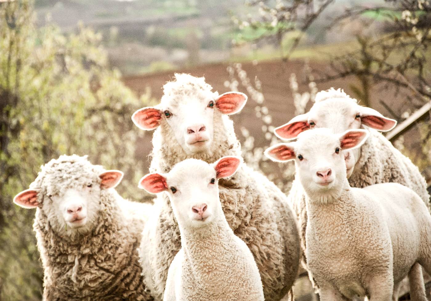 Flock of Sheep Plakat - Posterbox.dk